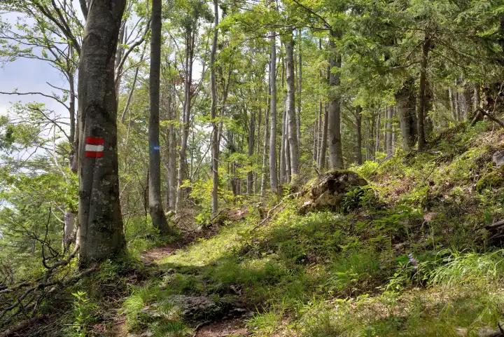 marked path for hikers in the forest in the Austrian Alps