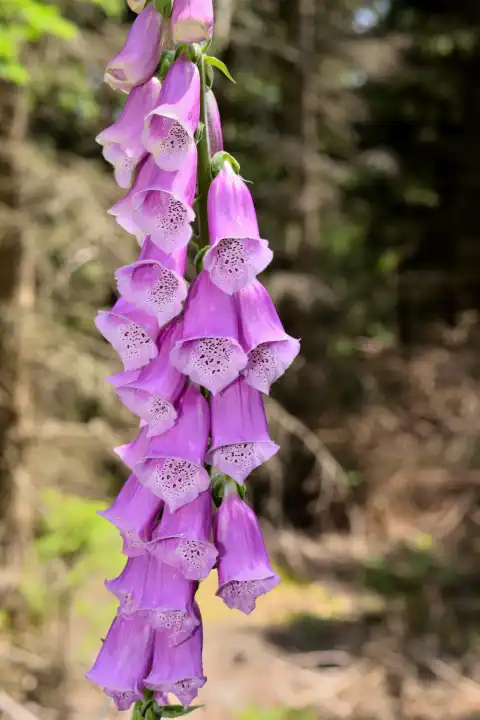 blooming foxglove in the forest
