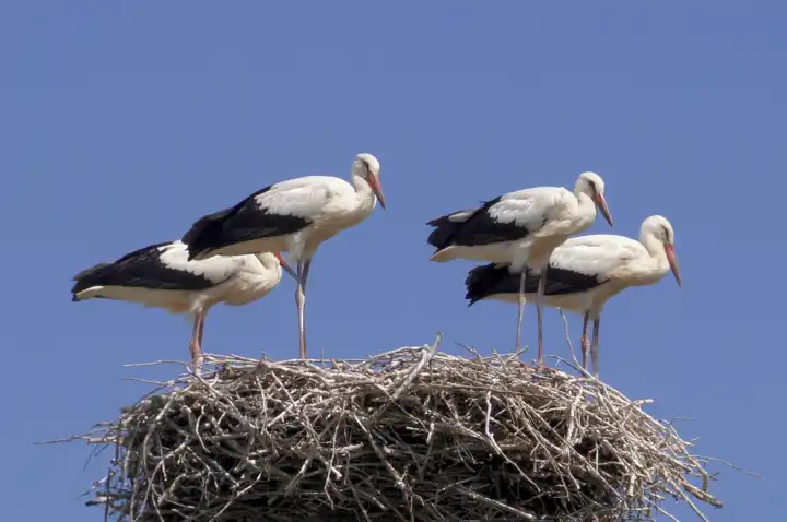 Storks in the nest against blue sky