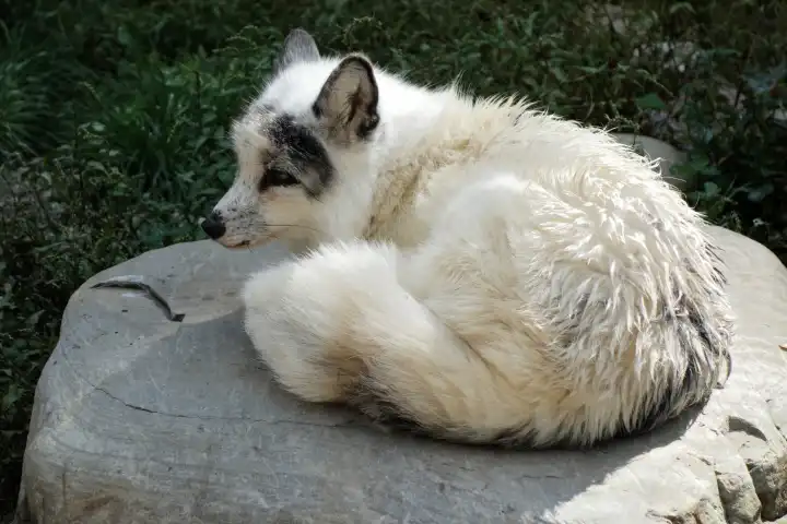 Polar fox on stone