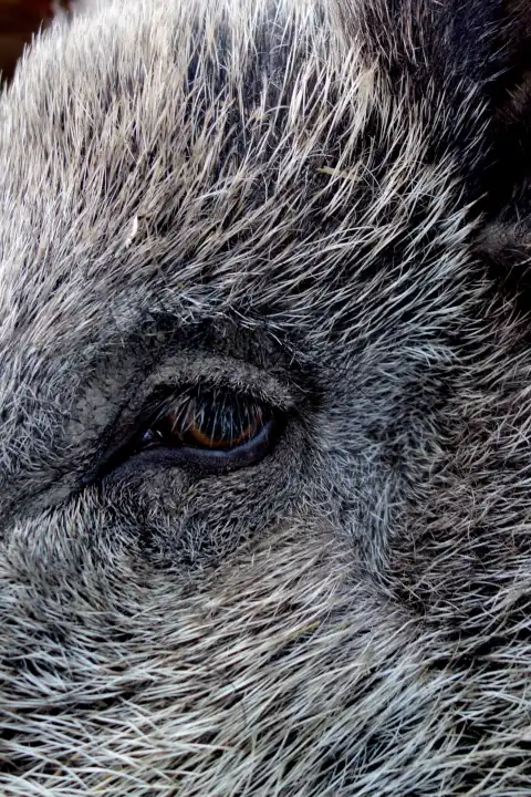 Nahaufnahme von Gesicht eines Wildschweines mit Auge im Zentrum