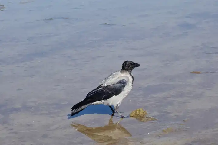 Nebelkrähe Corvus corone cornix am Strand in seichtem Wasser