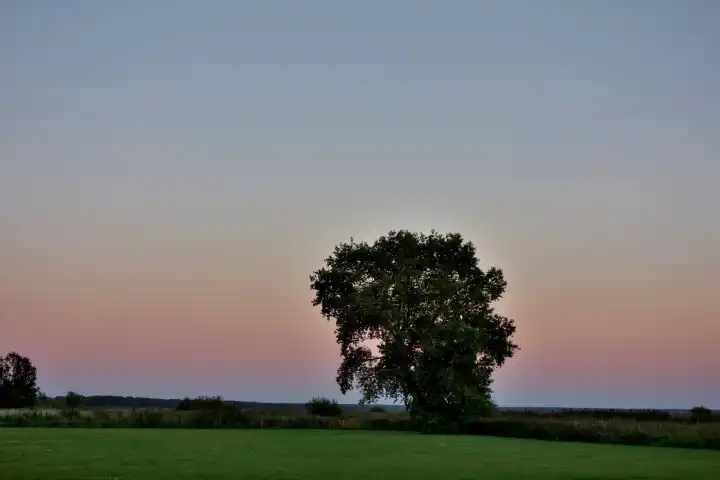 Baum auf Wiese in Baltikum vor Abendhimmel
