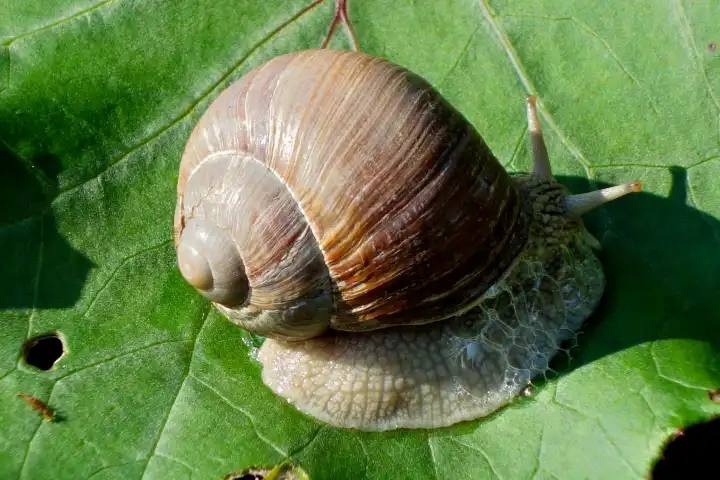 Vine snail Helix pomatia on green leaf with mucus