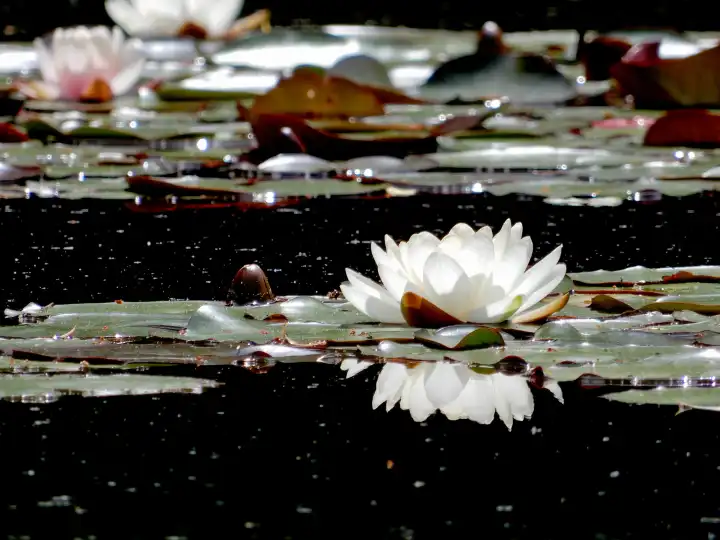 White water lily on a dark pond in the back light