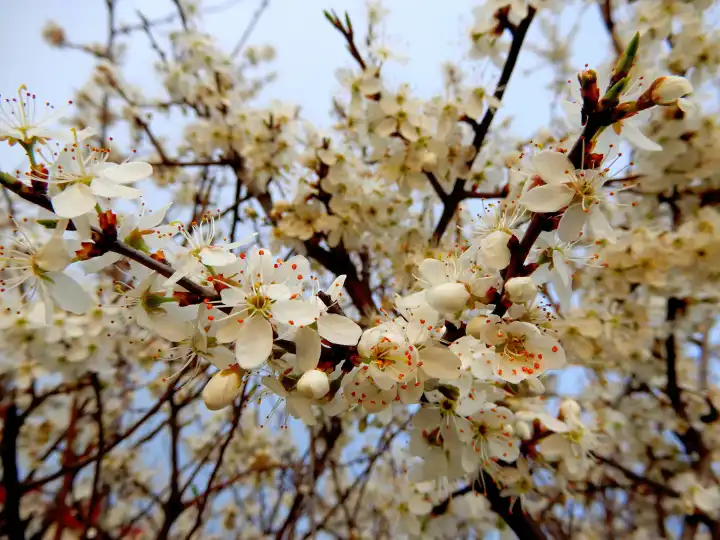 Branch of cherry tree in blossom