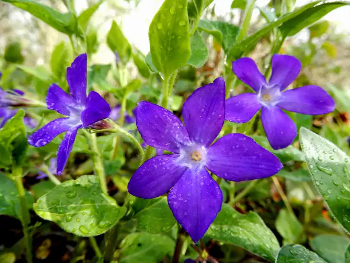 Blossom of sweet violet