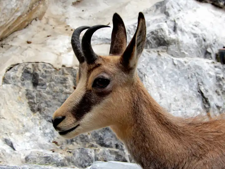 Head of a chamois in front of rocks