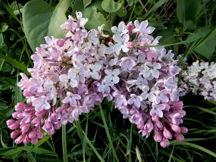 Blossoming lilac in spring