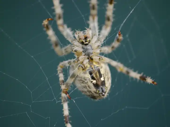 Cross spider in spider web