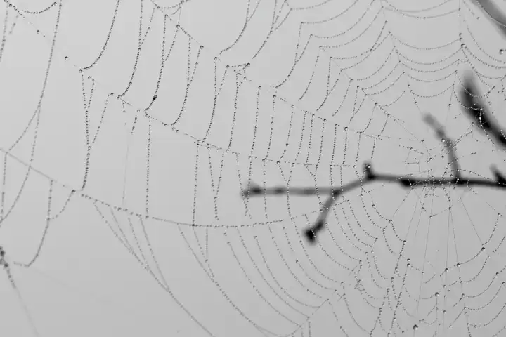 Spinnwebe mit Tautropfen an Zweigen, schwarzweiß