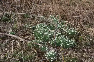 Gruppe von Schneeglöckchen läutet das Frühjahr ein, Galanthus
