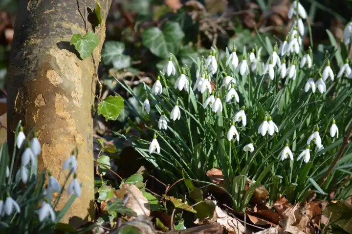Blooming snowdrops, Galanthus nivalis, on forest floor