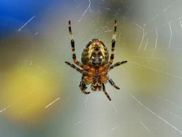 Kreuzspinne im Spinnennetz, Makro, Araneus diadematus