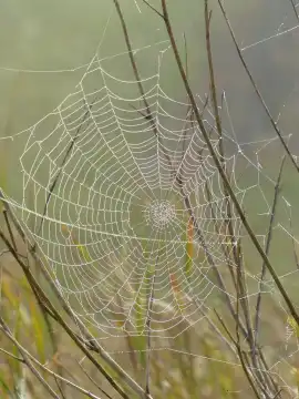 Spinnennetz hänt zwischen Gräsern
