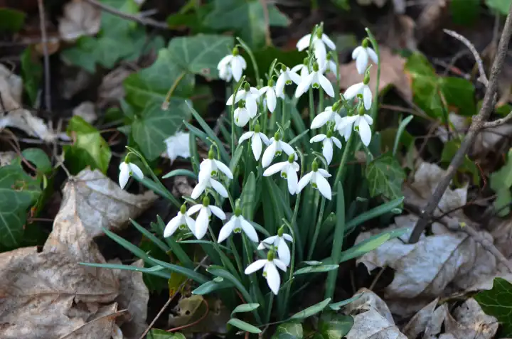 Blooming snowdrops, Galanthus nivalis, on forest floor