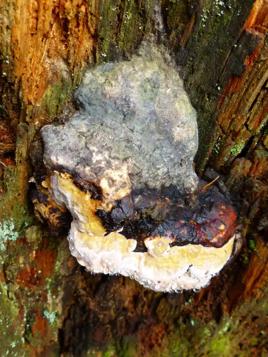 Ttree fungi