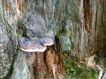 Tree fungi on tree trunk
