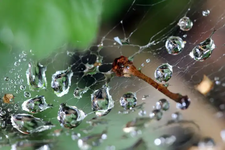 Wassertropfen haben sich in einer Spinnwebe verfangen, Makro