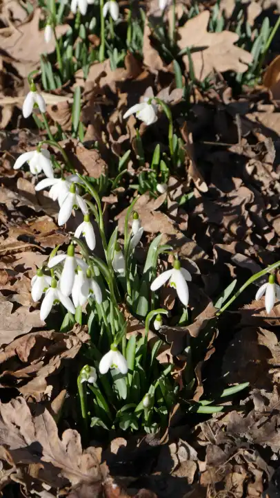 Snowdrops blooming on forest floor