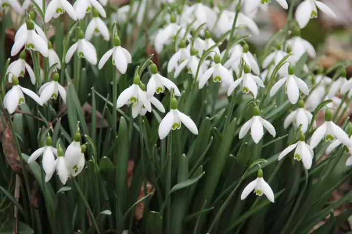 Blooming snowdrops