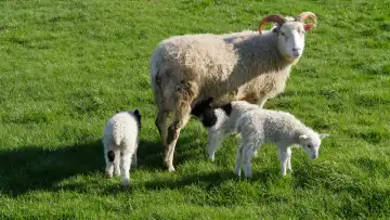 Sheep on Iceland, mama sheep with young triplets