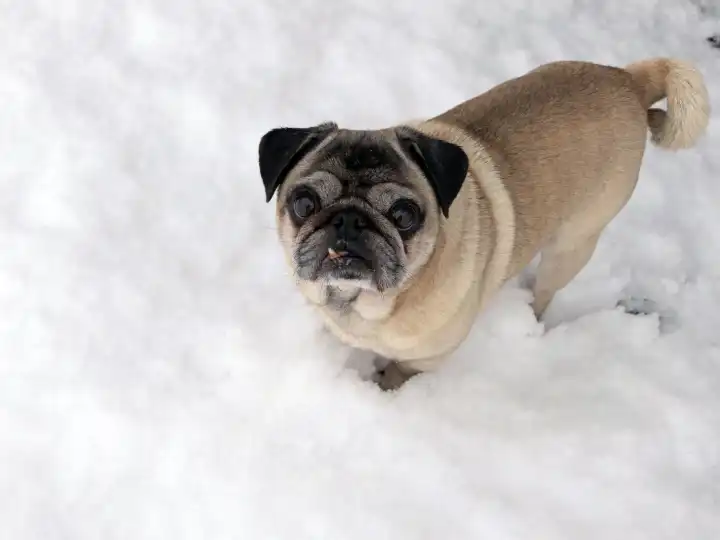 Beige pug in snow