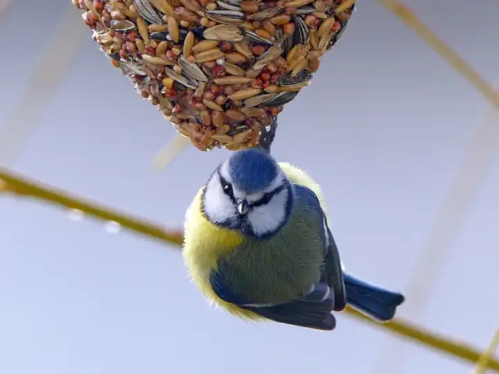 Blue tit hanging on a food heart, looking directly into the camera
