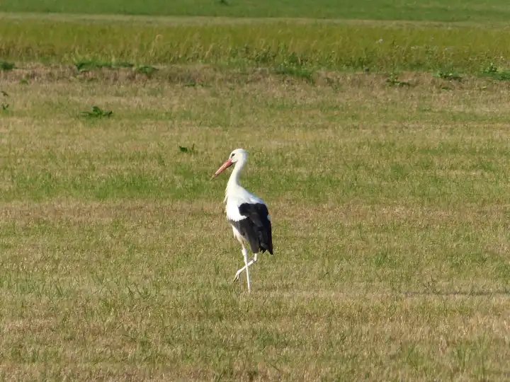 White stork walking on a meadow, Itzgrund, Upper Franconia