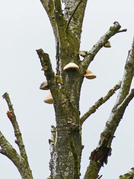 Baumpilze an einem abgestorbenen Baum, Hohes Venn, Hochmoor im Grenzgebiet Deutschland und Belgien, Naturpark Eifel