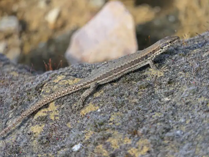 Common lizard, Lacerta vivipara, sunbathes on a stone
