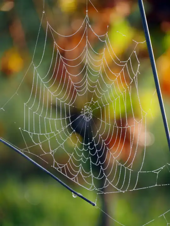 Großes Spinnennetz hängt am Weinstock