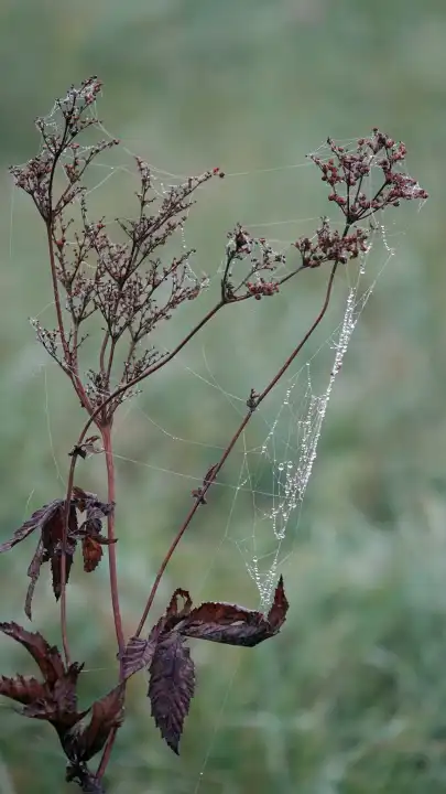 Tausende Tautropfen in Spinnwebe an vertrockneter Pflanze