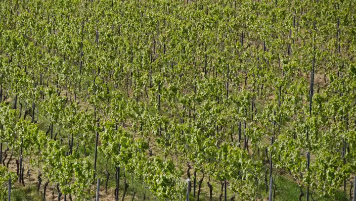 Rows of vines diagonal, fresh green, Rhineland-Palatinate