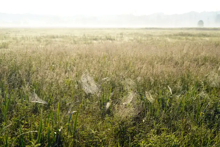 Several spider webs, each with a cross spider in the center, hang among grasses aim early morning in Ampermoss, river valley fen at Ammersee, Bavaria, Germany