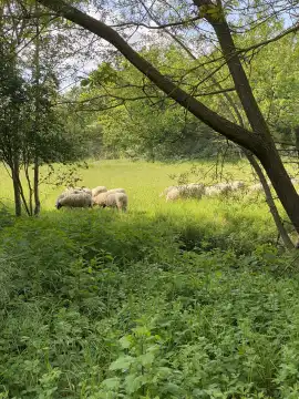 Small flock of sheep in the valley, Rheinhessen, Rhineland-Palatinate, Germany