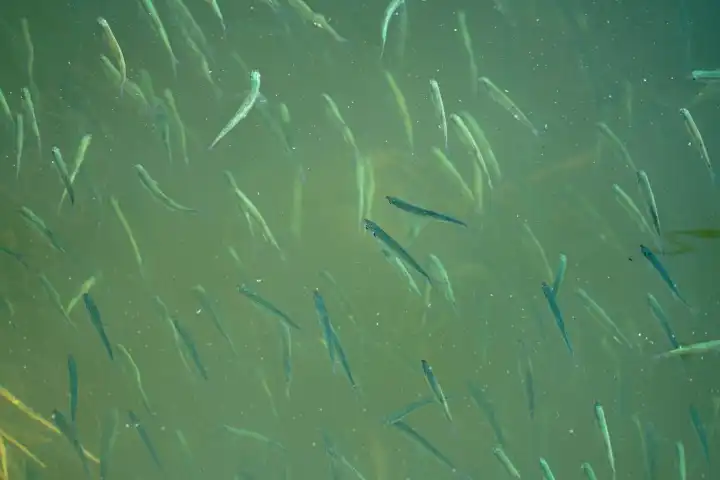 Fischschwarm im Ammersee, Schwarm kleiner Fische im Wasser
