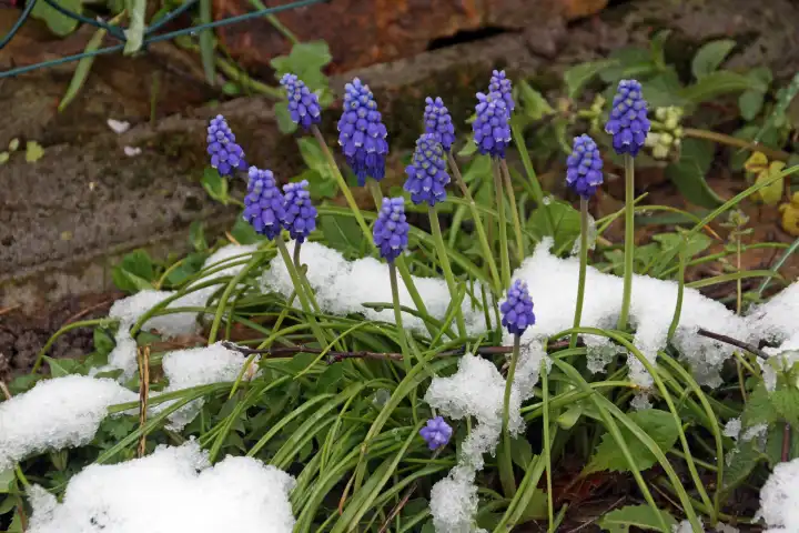 Vom Schnee überrascht, blaue Traubenhyazinthen mit Schneehäubchen an einem sonnigen Frühlingstag im April