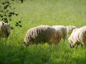 Sheep on the pasture