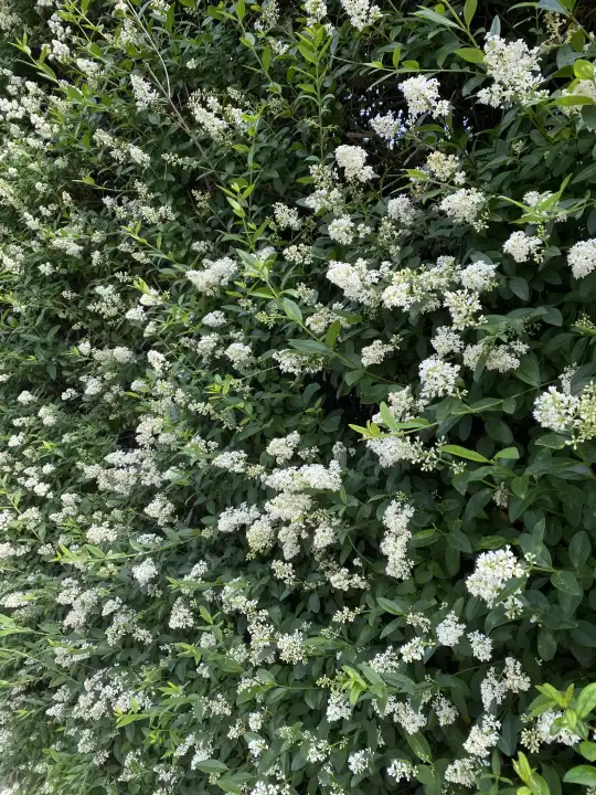 Flowering privet, privet hedge
