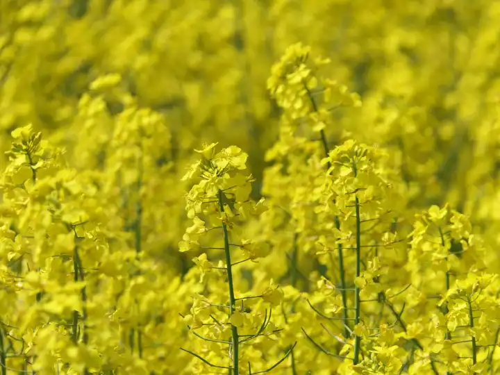 Yellow flowering rape