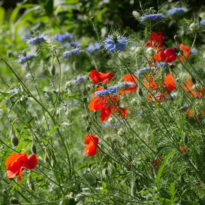 Flower meadow in garden with corn poppy and maiden in greenery