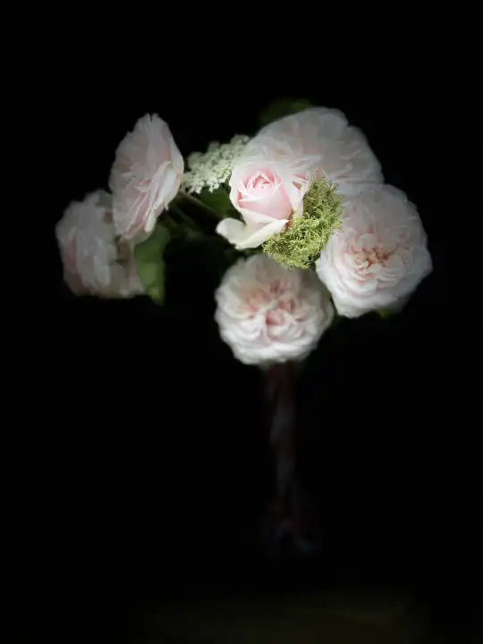 Pale pink scented roses with wild carrot, bouquet against black background