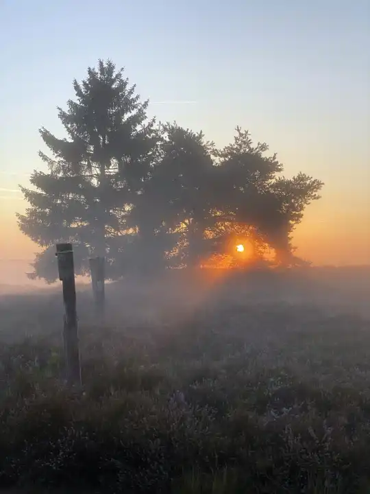 Sonnenaufgang in der Mehlinger Heide zur Heideblütezeit, bei Kaiserslautern in der Pfalz, Rheinland-Pfalz, Deutschland