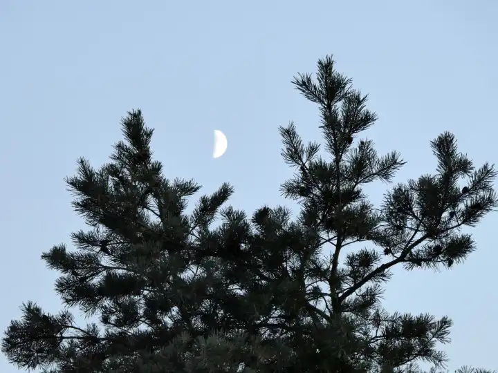 Half moon in evening sky over pine crown