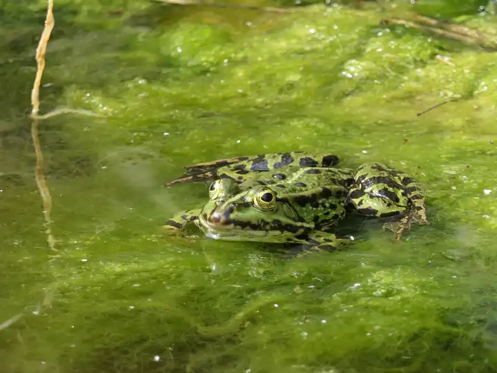 Pond frog on green algae carpet in garden pond