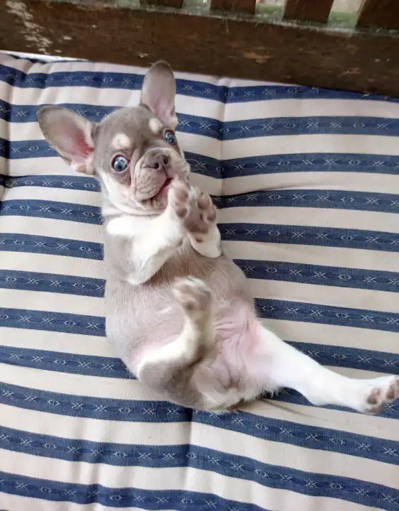 French bulldog puppy lying on striped cushion and fooling around