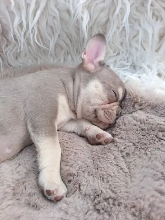 Cute little puppy sleeping french bulldog