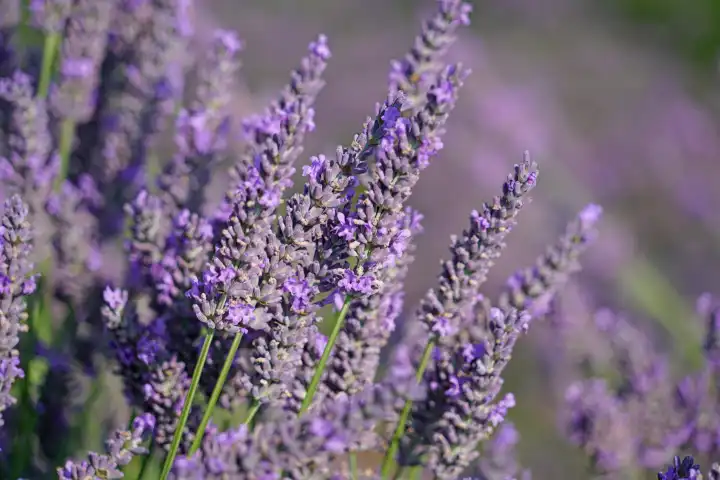 Fragrant flowering lavender