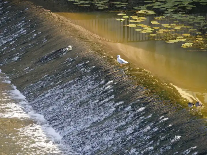 A weir in the Moselle with watching gull, black-headed gull